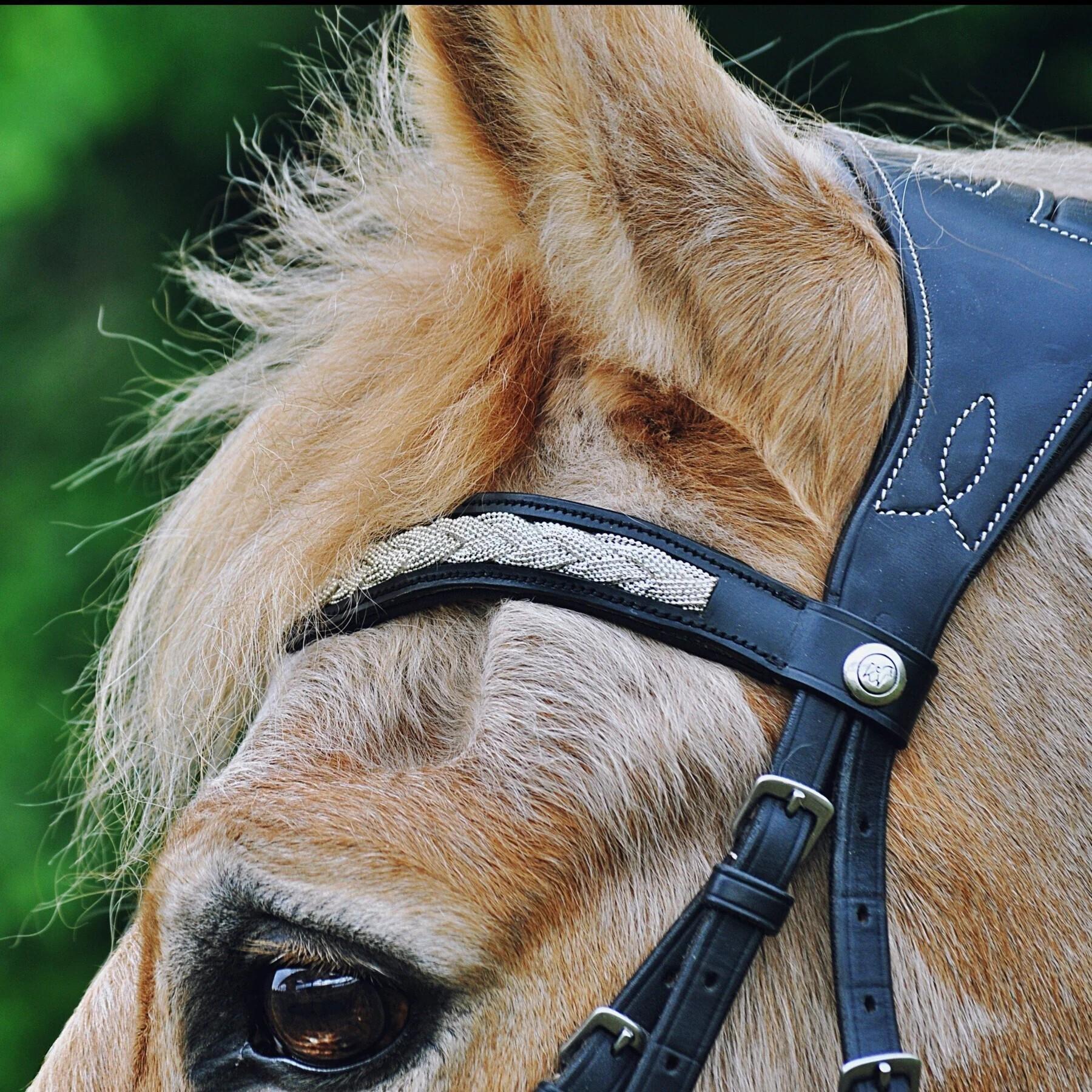 Stirnband für Pferd Hekktor Theïa