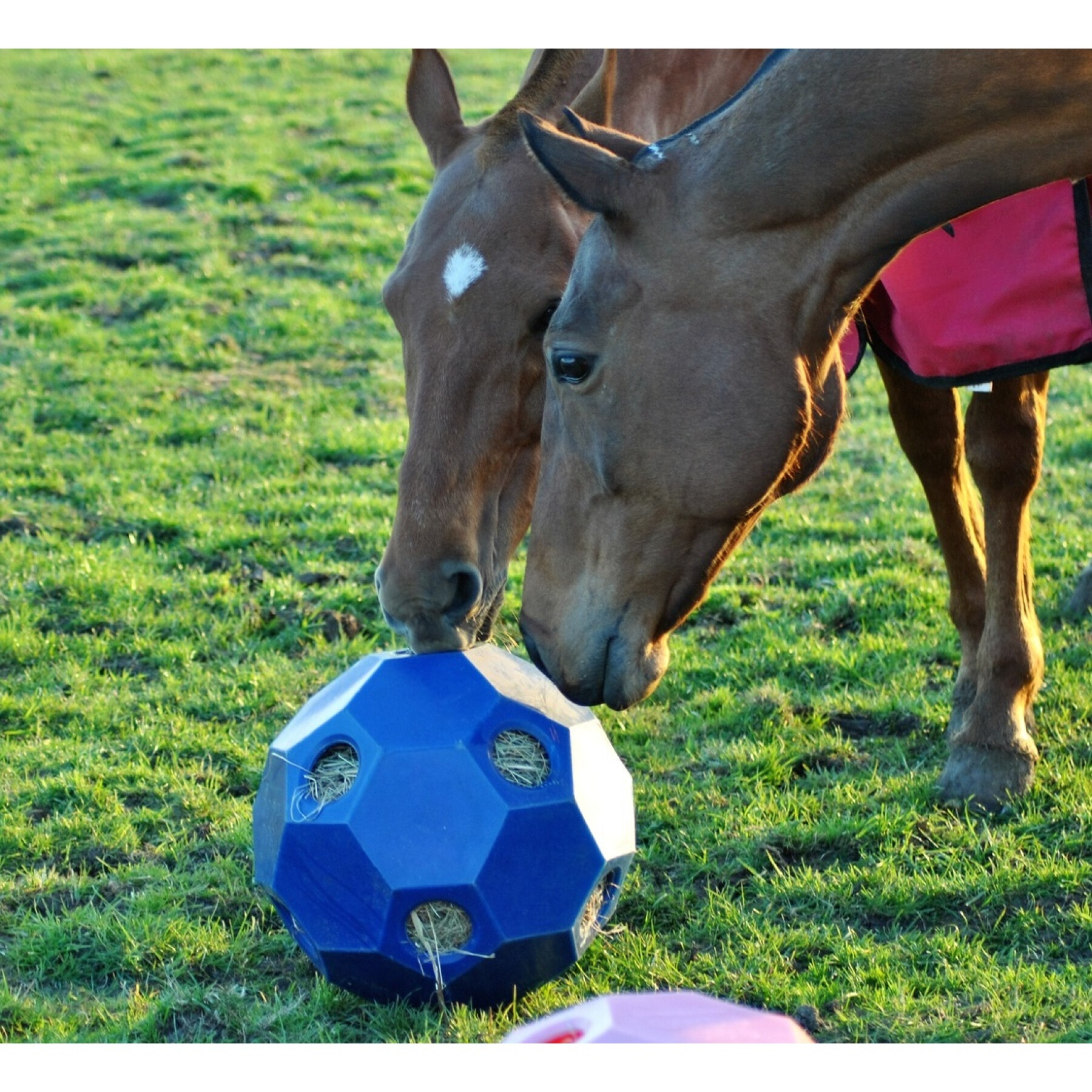 Pferdespielzeug größere Öffnung USG Happy Hay Play