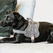 Hundegeschirr aus Wolle Kentucky Body Safe